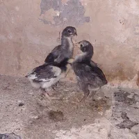 جوجه لاری|حیوانات مزرعه|خاوران, |دیوار