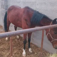 مادیون کرد رقاص|اسب و تجهیزات اسب‌سواری|ورامین, ورامین|دیوار