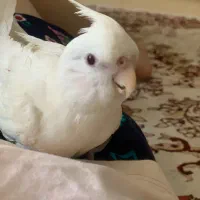 عروس هلندی سفید گم شده