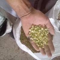 نخود فرنگی خشک شده