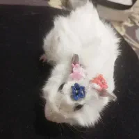 همستر و خوکچه هندی