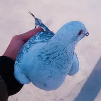 شامی کرمانی