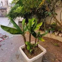 فروش نهال موز تزیینی|گل و گیاه طبیعی|بابل, |دیوار