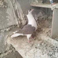 جوجه کبوتر دوکت افغان زیبا