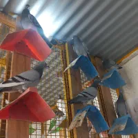 پلاکی|پرنده|چغادک, |دیوار