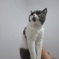 گربه بریتیش