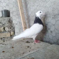 طوقی  کله  ساده  خال دم|پرنده|شیروان (خراسان), |دیوار