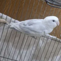 طوطی برزیلی دستی