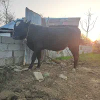 یک عدد گاو دوساله نر هلشتاین و یک گاو دوساله دورگ|حیوانات مزرعه|رضوانشهر, |دیوار