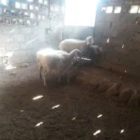 ۴عددبره ماده|حیوانات مزرعه|قائن, |دیوار