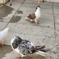 ساده هفترنگ