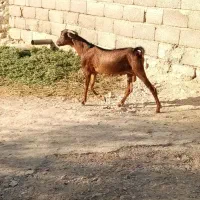 دو عدد کهره نر