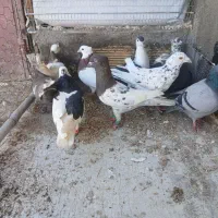 کفترصید ۳۵۰