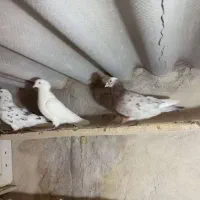 کبوتر پرشی|پرنده|سراب, |دیوار