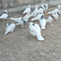 کبوتر توقی نسل دار|پرنده|دیواندره, |دیوار