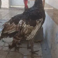 بوقلمون نر ماده سالم سرحال|حیوانات مزرعه|فسا, |دیوار