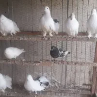 فروش کلی تعدادی کبوتر