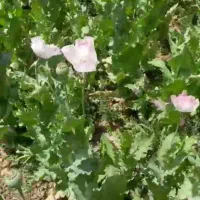 زمین کشاورزی