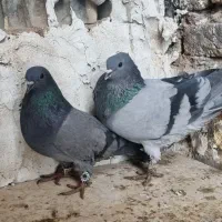 نروماده فیروزه ای