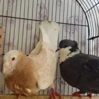 معاوضه کبوتر نروماده با جوجه چند ماهه نژاد دار