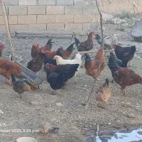 فروش خروس محلی ب صورت عمده و تکی