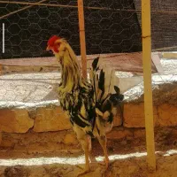 خروس گلین|حیوانات مزرعه|خرمآباد, |دیوار