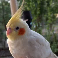 عروس هلندی