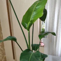 فروش انواع گل های لوکس آپارتمانی