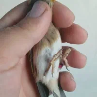 سهره قناری دهندار و سهره|پرنده|ری, شهرک نظامی|دیوار