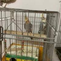 طوطی برزیلی و عروس هلندی|پرنده|باقرشهر, |دیوار