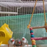 پرنده فنچ همراه قفس