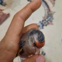 سهره چونه سفید|پرنده|پاکدشت, پاکدشت (مامازند)|دیوار