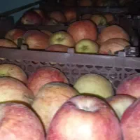 ۱۲ جعبه سیب قرمز سردخانه،بسیار آبدار و شیرین