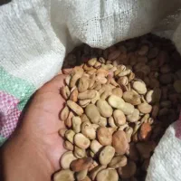 برنج فجر ۹۰روزه وباقلی درجه یک|خوردنی و آشامیدنی|خان ببین, |دیوار