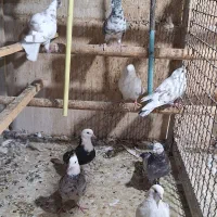 کبوتر هما و مایه.۲۴تا