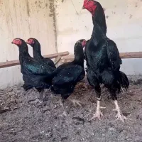 تخم مرغ اوشامو