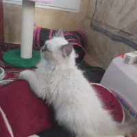گربه هیمالین بریتیش ۳ ماهه|گربه|مشهد, دانشجو|دیوار