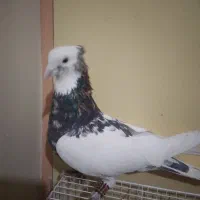 کفتر طوقی|پرنده|تربتحیدریه, اندیشه|دیوار