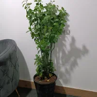 درختچه پرتقال طبیعی|گل و گیاه طبیعی|اسلامآباد غرب, |دیوار