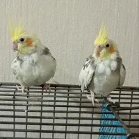 عروس هلندی لوتینو دوکت پروانه