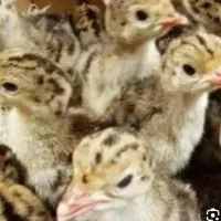 اموزش پرورش بو قلمون و بلدرچین و مرغ تخم گذار ..