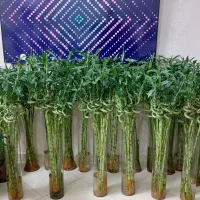 گل بامبو تایلندی پیچدار و گلدان و قطره