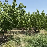 باغ شهریار|فروش زمین و ملک کلنگی|تهران, افسریه|دیوار