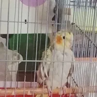 فروش عروس هلندیو کوتوله برزیلی|پرنده|شیراز, جوادیه|دیوار