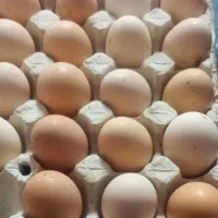 تخم مرغ نطفه دار