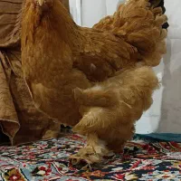 مرغ و خروس زینتی تخم گذار