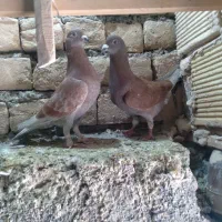 کبوتر وکفتر|پرنده|قم, نوبهار|دیوار