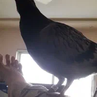 کبوتر پلاکی  بلوار شورا یزدانشهر