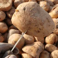 گارگرابیارهشتروداذربایجان
