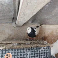 کبوترطوقی ماده. سیاه واکسی.